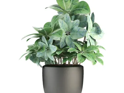 Plant in Pot Flowerpot Exotic Plant 3D model 4