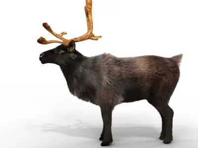 Fur Black Reindeer Blender NO RIG Low-poly 3D model