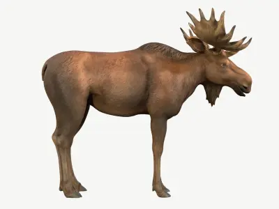 Moose Low-poly 3D model