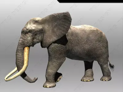 African Elephant Low-poly 3D model
