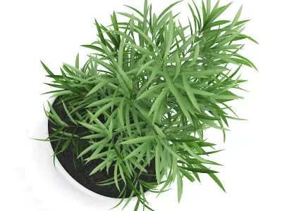Plant in Flat Pot 3D model