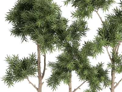 Decorative trees in a white flowerpots 760 3D model