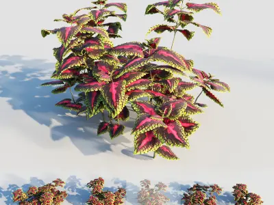 coleus plant-2 3D model