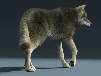 3d Wolf animal Animated Rigged wolf 3D model