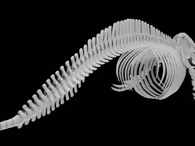 Killer Whale Orca Skeleton 3D Model Clean Topology  3D model