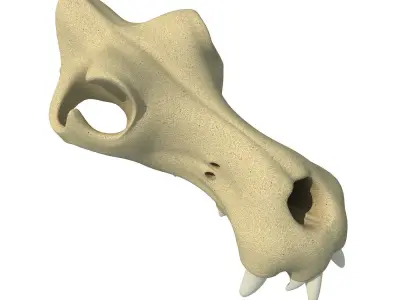 3D Skull of Hippo 3D model