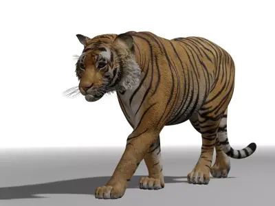 Tiger with animation 3D model