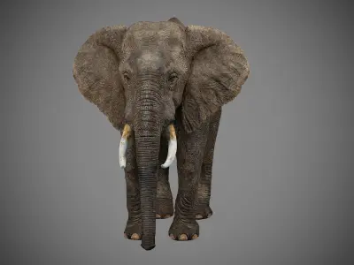 Elephant-Animated-Maya elephant Low-poly 3D model