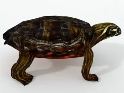 Oriental Painted Turtle Low-poly 3D model