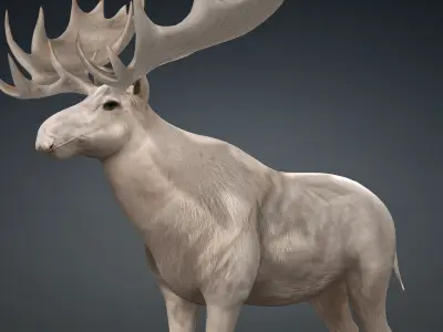 Moose-B3 3D model