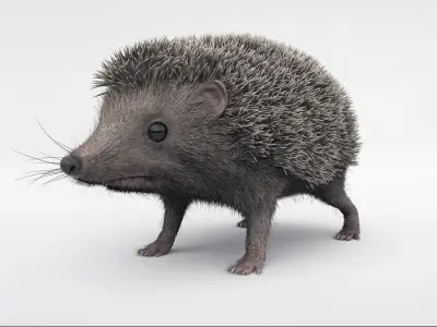 Hedgehog 3D model