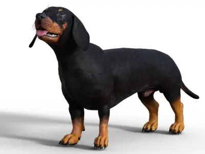 Dog Short leg 3D model