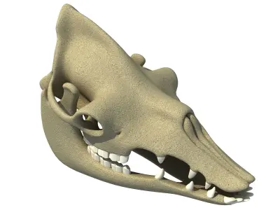 Bones Camel Skull 3D model