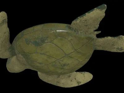 Sea turtle PBR rigged 3D model