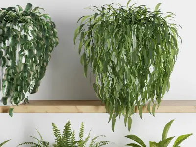 Plants on Shelf SetV3 3D model