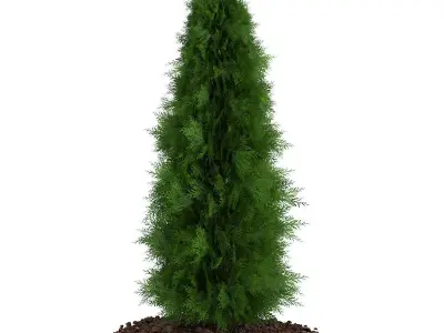 Thuja Thuja koraiensis 3D model