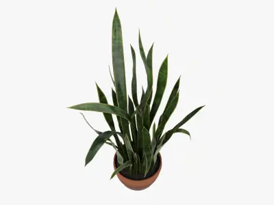 Snake plant Dracaena trifasciata 03 3D model