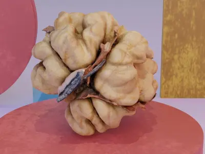 Walnut kernel 01 high-poly 3D model