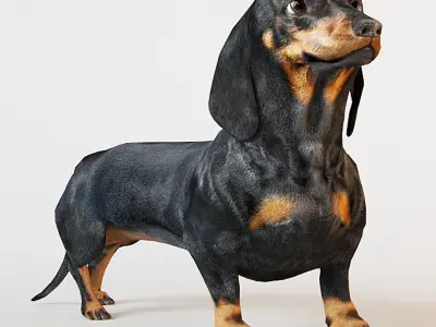 Dachshund 3D model