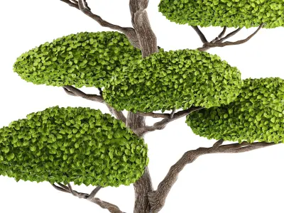 bonsai tree 3D model