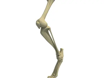 Mammal Animal Leg Bones 3D model
