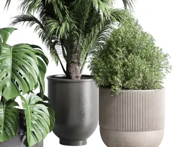 indoor plant ficus rubbery monstera palm concrete dirt vase 3D model
