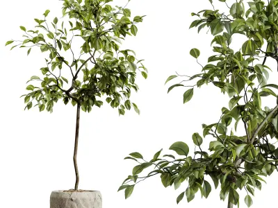 AV HousePlants Japandi Minimalism Ficus Dracaena Marginata05 3D model