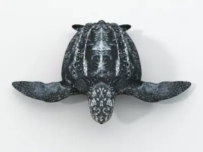 Leatherback Turtle Low-poly 3D model