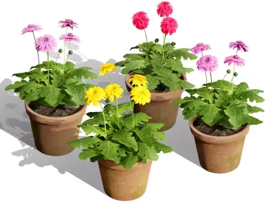 South African Glorious Patio Gerbera Low-poly 3D model