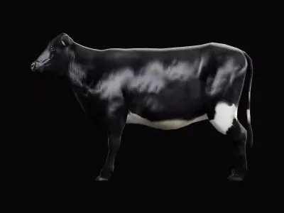 Black Cattle Mammal Low-poly 3D model