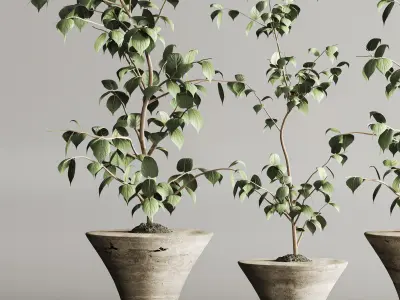 Indoor Plant Set 105 3D model