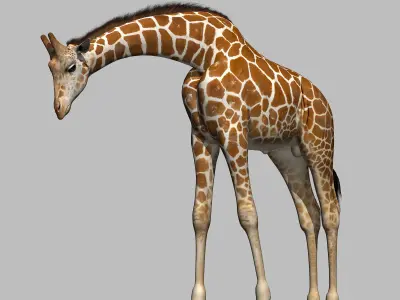 Giraffe 3D model