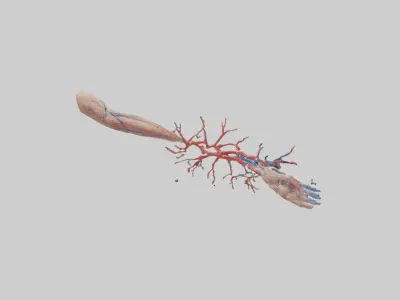 Human Brachial Artery Model Low-poly 3D model