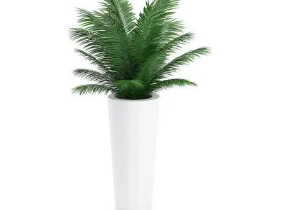 Palm Tree in Round Pot 4 3D model