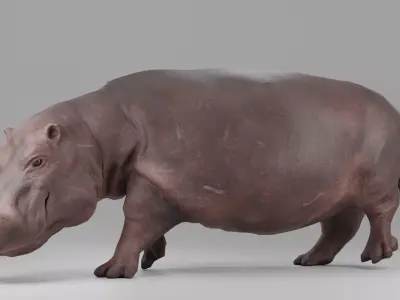 Hippopotamus Rigged and Tested for Animatetion Low-poly 3D model