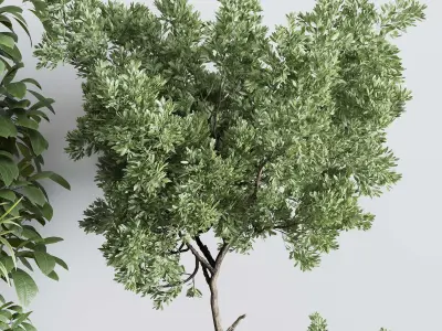 Indoor plant set 363 stone vase plant tree shrub  Low-poly 3D model