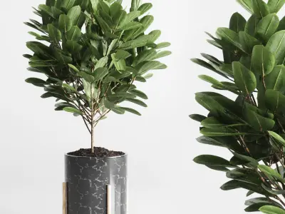 collection Indoor plant 34 -marble vase 3D model