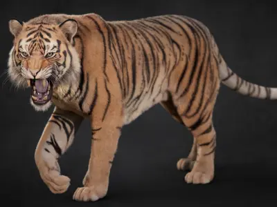 Tiger 2025 B RIG Xgen core 3D model