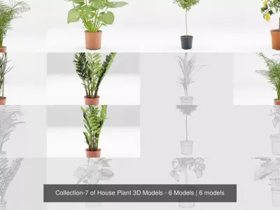 Collection-7 of House Plant 3D Models - 6 Models
