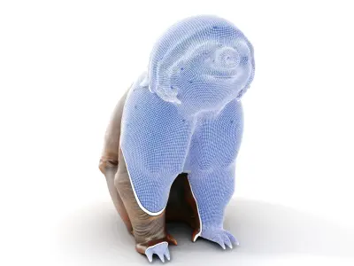 Sloth D model pack  Realistic and Detailed Low-poly 3D model