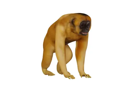 Gibbons Apes Low-poly 3D model