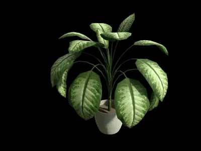 Houseplant Dieffenbachia Lowpoly model Low-poly 3D model