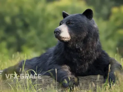 American BlackBear  UE Character Asset 3D model
