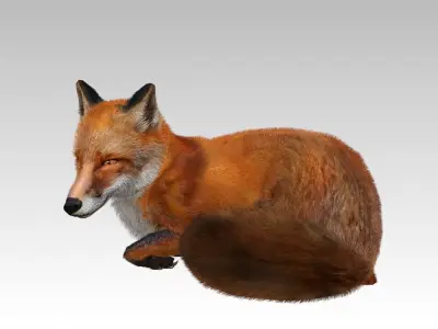 Red Fox Animated Low-poly 3D model