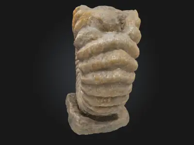 Ammonite Elegance  Timeless Beauty from the Depths of History 3D model