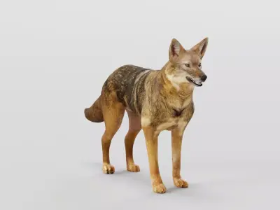 Golden Jackal Animal  3D model