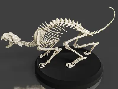 Realistic Cat Skeleton 3D model