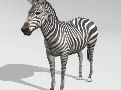 Zebra 3D model