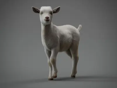 Realistic Baby Goat With Fur Faceial rig  3D model