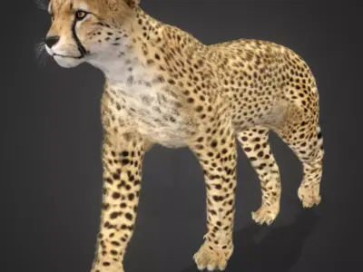Cheetah Realistic Animated 3D model